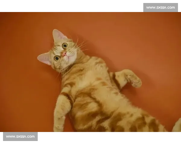 CFA猫咪比赛盛况：全球顶级猫种同台竞技，精彩纷呈引领宠物界新风潮